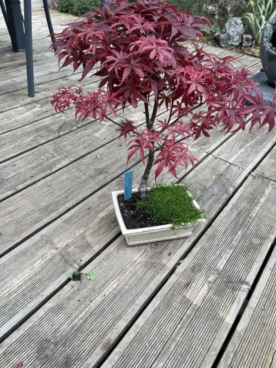Acer palmatum atropurpureum