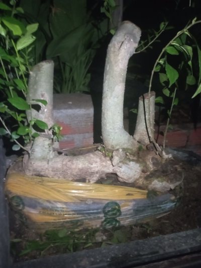 Hoàng Anh mộc