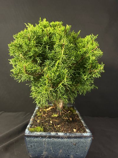 Juniperus challenge