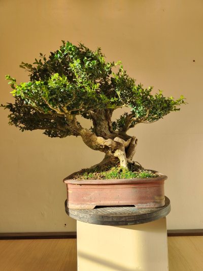 Buis Corbières