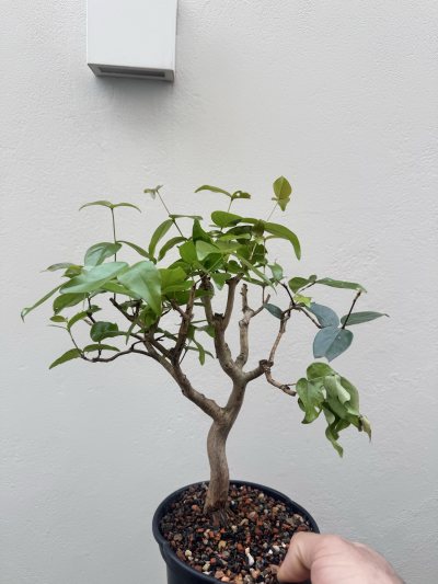 Pitanga preta