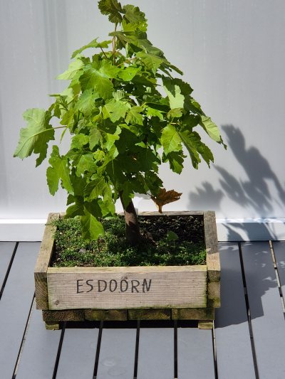 20. Esdoorn Jan