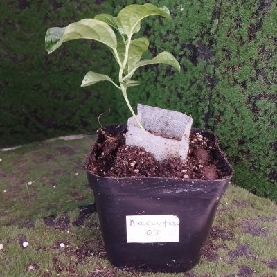 Пассифлора съедобная 🌳 ПаС03 ≋○⌂