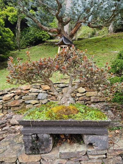 Azalea Roja 4
