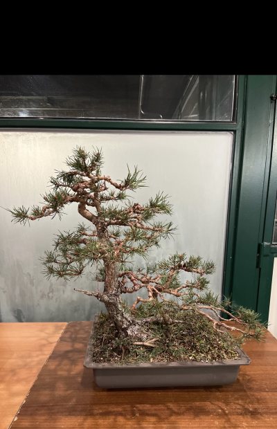 Pinus Silvestre Spagna