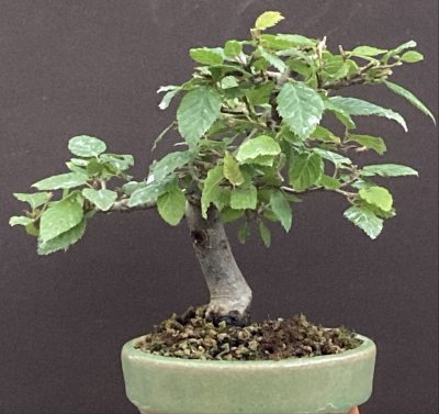 Shohin charme