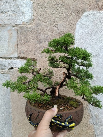 Juniperus chinensis Itoigawa 045