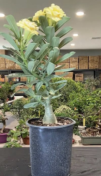 Desert rose - yellow