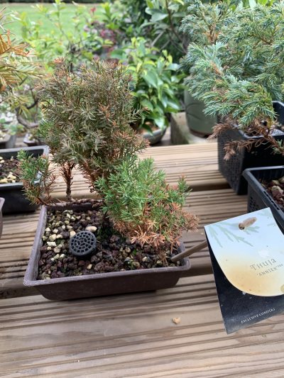 Thuja Anniek