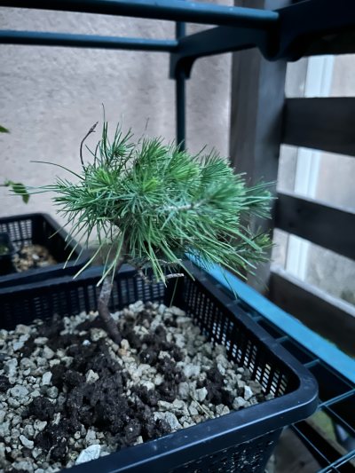 Pinus halepensis