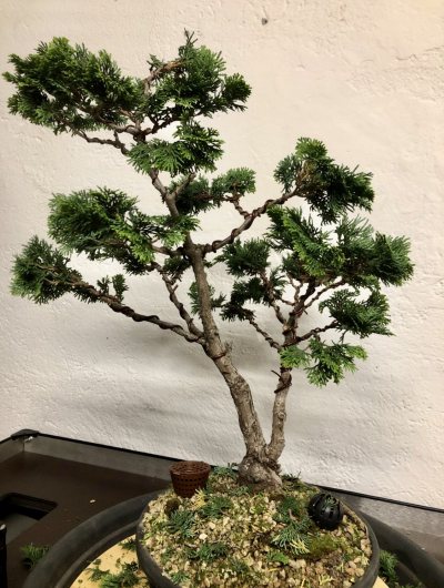 Chamaeciparis