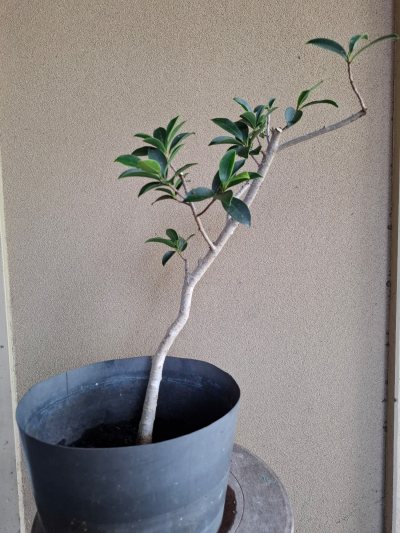 MS Banyan BL