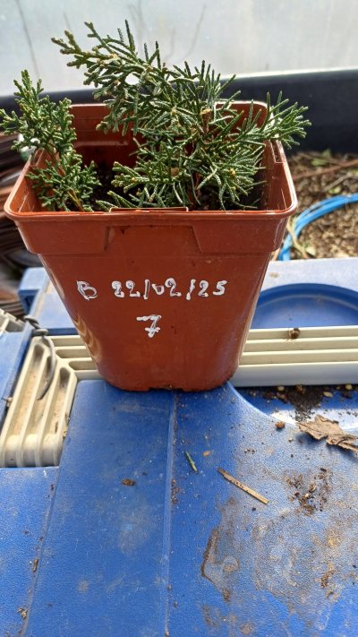 Bouture Juniperus 7