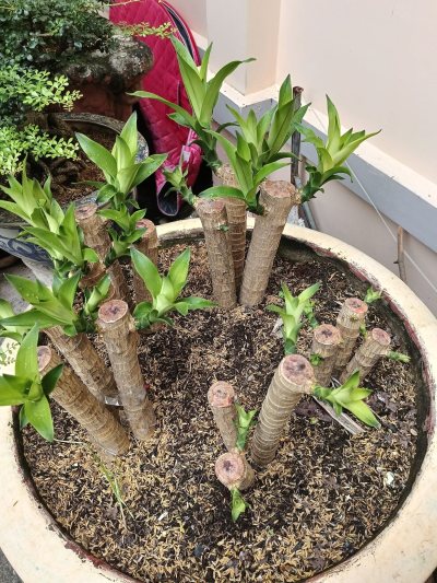 Phát tài phúc lộc thọ