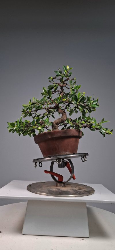 Ficus mio