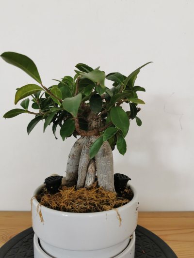 Ficus 2