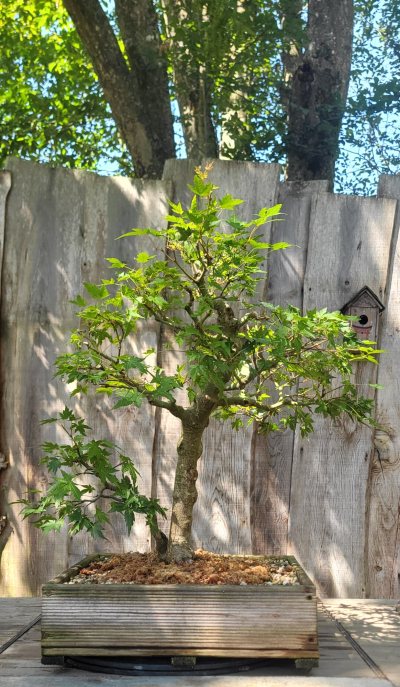 Erable palmatum #3