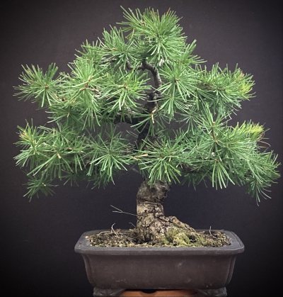 Shohin mélèze