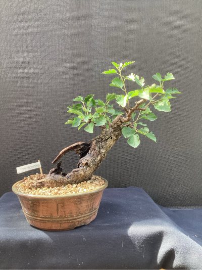 Prunus Mahaleb 4
