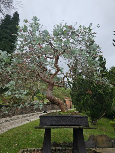 Eucalipto plateado 1