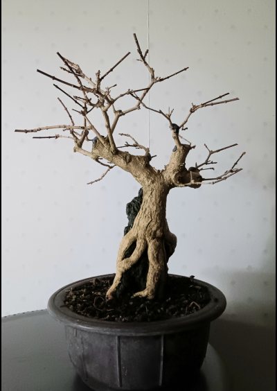 Premna