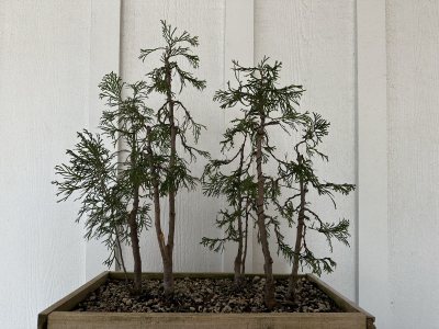 thuja forest