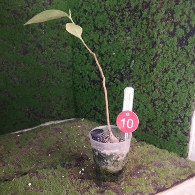 Брахихитон тополевый 🌳 БрТ10
