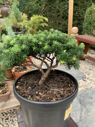Abies Koreana brillant