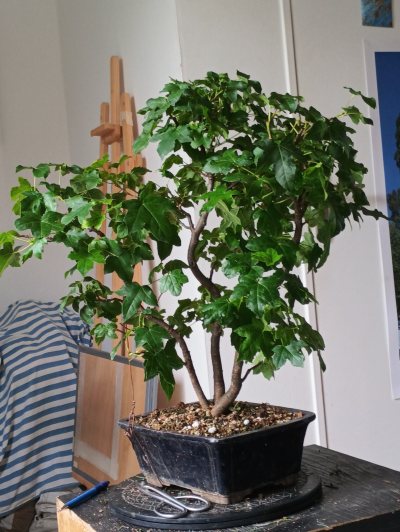 Liquidambar 1
