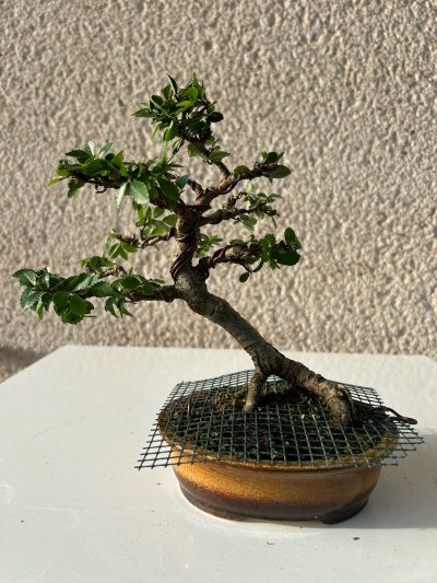 Orme de Chine Shohin