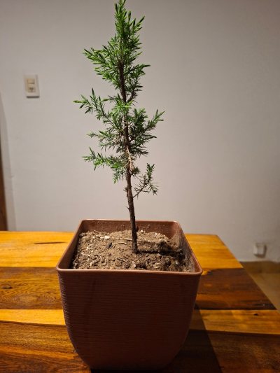 Enebro #1