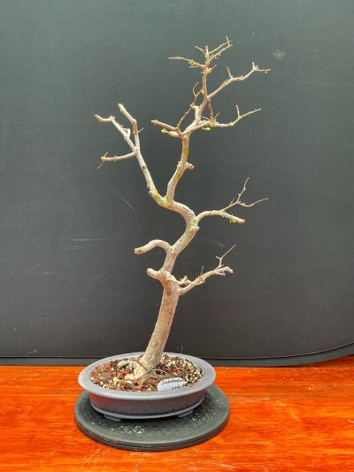 Jaboticaba