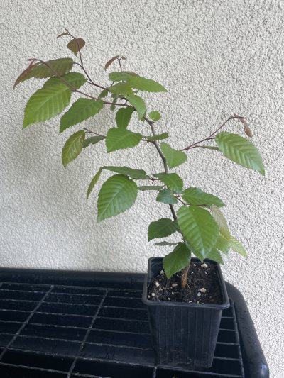 Koreanische Heinbuche