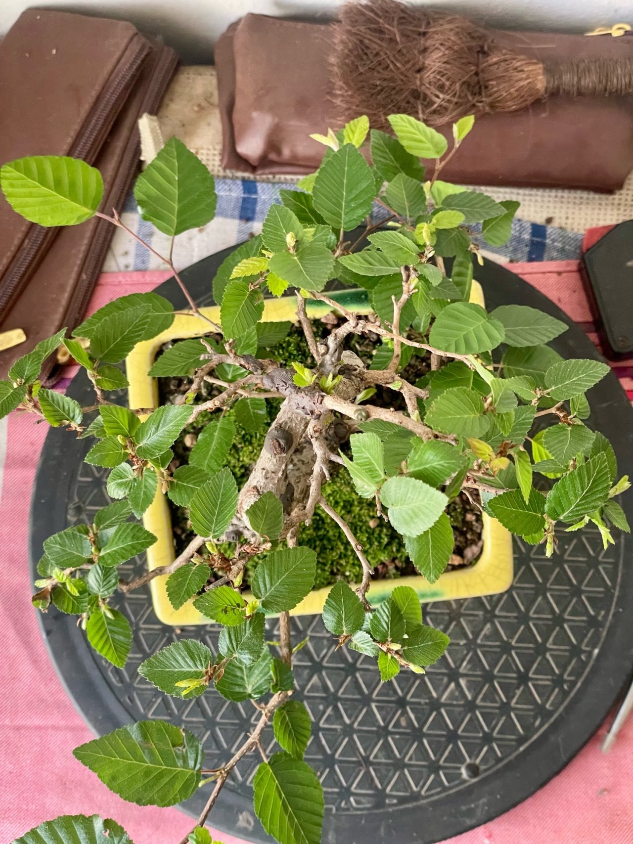 Photo 19