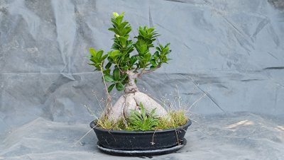 Ficus Ginseng