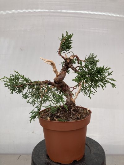 Shohin Genévrier Kishu
