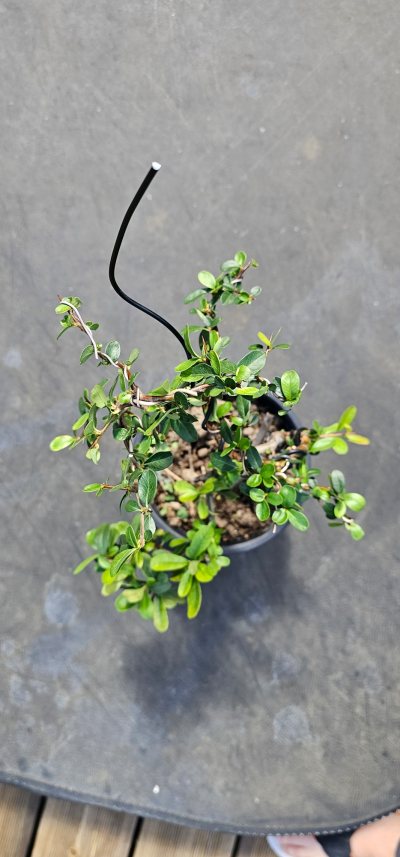 Pyracantha