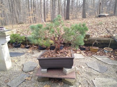 Scots Pine, thick trunk shrubbery