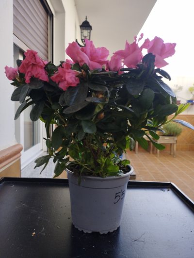 Azalea