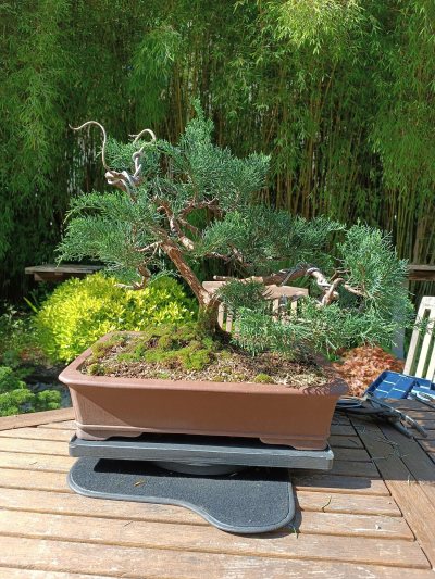 Juniperus horizontalis 035