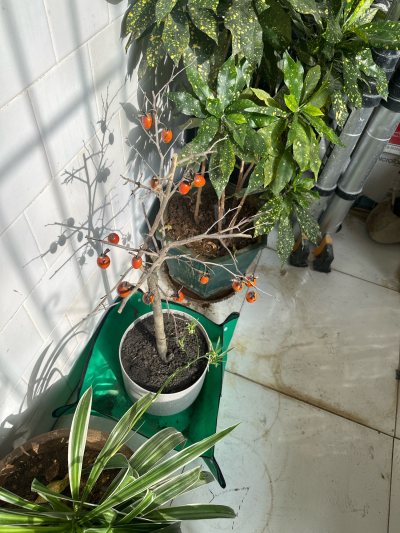 老鸦柿