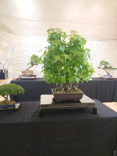 Liquidambar