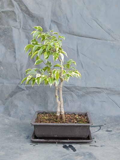 Ficus Benjamina Variegata