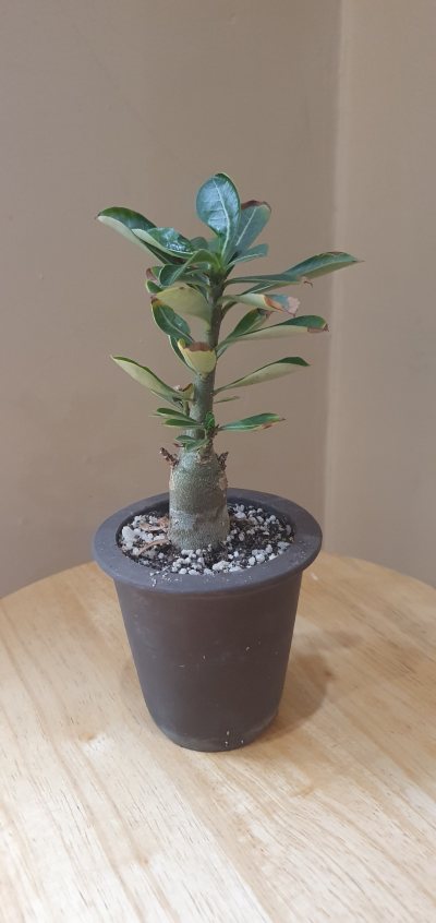Desert Rose baby