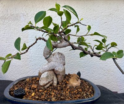 Ficus Gingsen