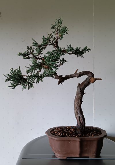 Juniperus procumbens (petit)