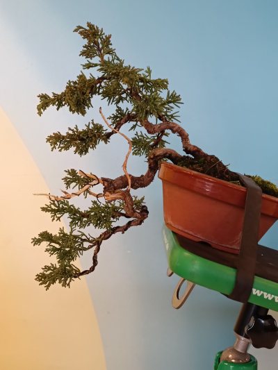 Juniperus cascade 1
