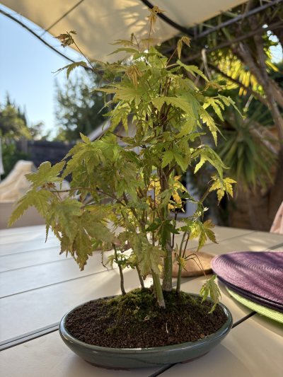 Forêt érable