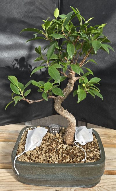 Ficus retusa