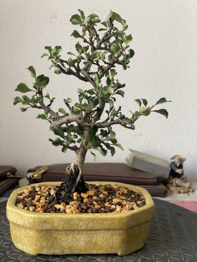 Chaenomeles speciosa